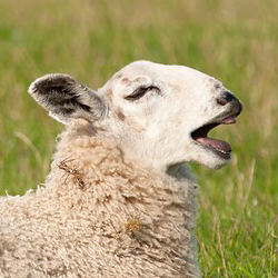 Funny-sheep-bleating